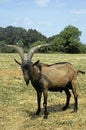 Alpine Chamoisee Goat, a French Breed, Billy Goat