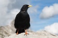 Alpine chough