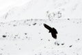 Alpine Chough Royalty Free Stock Photo