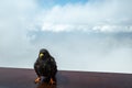 Alpine Chough Bird Close Up Royalty Free Stock Photo