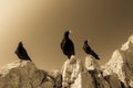 Alpine chough. Royalty Free Stock Photo