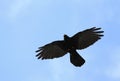Alpine chough flying Royalty Free Stock Photo