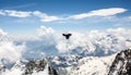 Alpine Chough Flying Over the Alps