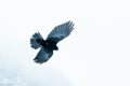 Alpine black chough flying with snowy background Royalty Free Stock Photo