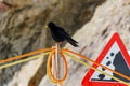 Alpine chough in front of landslide warning sign at Jungfraujoch