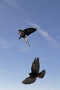 Alpine Chough (Pyrrhocorax graculus)