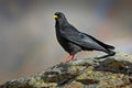 Alpine Chough, Pyrrhocorax graculus, black bird sitting on the stone with lichen, animal in the mountain nature habitat, Gran Para Royalty Free Stock Photo