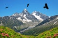 Alpine Chough Pyrrhocorax graculus with Mount Aiguille du Chardonnet and Aiguille d`Argentiere at the background. Royalty Free Stock Photo