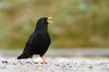 Alpine chough screaming Royalty Free Stock Photo