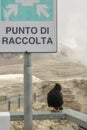 Alpine Chough waiting at meeting point for another choughs to ar Royalty Free Stock Photo