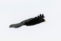 Alpine Chough, yellow-billed Chough, high altitude black bird wi Royalty Free Stock Photo