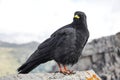 Alpine chough on a rock in autumn in Dolomites. Italy, Europe.