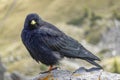 Alpine chough on a rock in autumn in Dolomites. Italy, Europe.