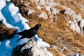 The Alpine chough or yellow-billed chough in Swiss Prealps, Switzerland