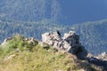 Alpine choughs on a mountain rock in a sunny day, Dolomites, Italian Alps Royalty Free Stock Photo