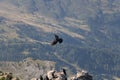 Alpine choughs on a mountain rock in a sunny day, Dolomites, Italian Alps Royalty Free Stock Photo