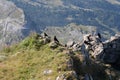 Alpine choughs on a mountain rock in a sunny day, Dolomites, Italian Alps Royalty Free Stock Photo