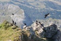 Alpine choughs on a mountain rock in a sunny day, Dolomites, Italian Alps Royalty Free Stock Photo