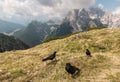Alpine choughs resting on meadow in Dolomites