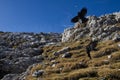 Alpine choughs trying to catch a peace of bread on the fly Royalty Free Stock Photo