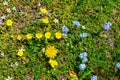 Alpine cinquefoil in Caucasus Royalty Free Stock Photo