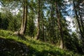 Alpine coniferous forest in Goms, Switzerland
