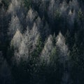 Alpine coniferous forest - Woods with firs, larches Royalty Free Stock Photo