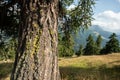 Alpine Coniferous tree from close