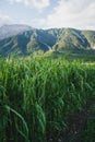 Alpine corn field damaged by a hail storm in Austria Royalty Free Stock Photo