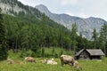 Alpine Cottage & Cows