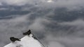 Alpine cought in front of cloudy sky