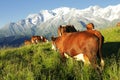 Alpine cow