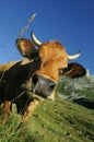 Alpine cow