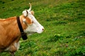 Alpine cow and cowbell Royalty Free Stock Photo