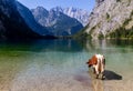 Alpine cow drinking water from Obersee lake, Konigssee, Germany Royalty Free Stock Photo