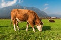 Alpine cow eating grass on the green field in Bavarian Alps, Germany Royalty Free Stock Photo