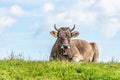 Alpine cow laying in a field of wildflowers in the scenic mountain top in the Alps of Austria Royalty Free Stock Photo