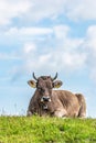 Alpine cow laying in a field of wildflowers in the scenic mountain top in the Alps of Austria Royalty Free Stock Photo
