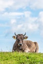 Alpine cow laying in a field of wildflowers in the scenic mountain top in the Alps of Austria