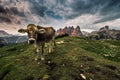 Alpine cow in a medow in Italy Royalty Free Stock Photo