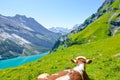 Alpine cow overlooking beautiful landscape by Oeschinensee in Switzerland. Swiss Alps. Switzerland summer. Turquoise lake. Cows in Royalty Free Stock Photo