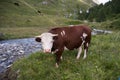 Alpine cow Royalty Free Stock Photo