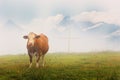 Alpine cow on rich meadows at Austrian Alps Royalty Free Stock Photo