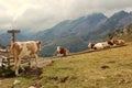 Alpine cows