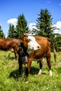 Alpine cows