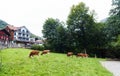 Alpine cows eating grass near Lauterbrunnen valley.