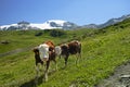 Alpine cows graze on magnificent alpine meadows