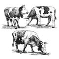 Alpine cows graze set hand drawn in a graphic style. Vintage vector engraving illustration for poster, web, packaging