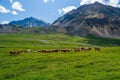 Alpine cows grazing, green slope of high mountains. Group of cows in the distance on a green pasture against the background of Royalty Free Stock Photo