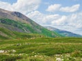 Alpine cows grazing, summer green slope of high mountains. Group of cows in the distance on a green pasture against the background Royalty Free Stock Photo